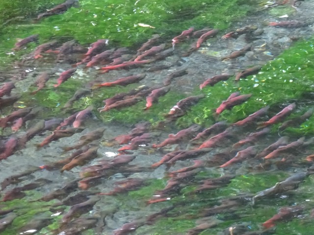 さかなと森の観察園